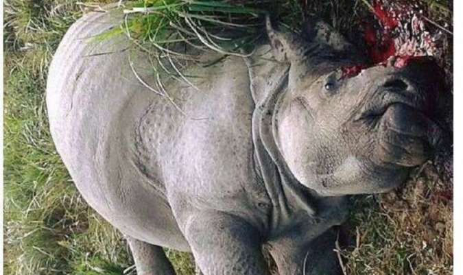 गैँडा मारेको चिन्तामा झोपो बानेर शोक र्‍याली प्रदर्शन